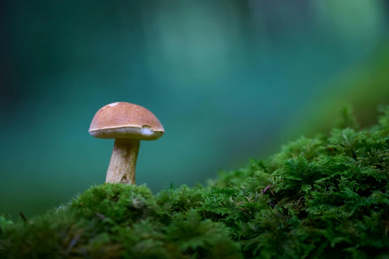 a small mushroom is growing on moss