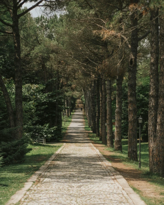 a path between trees lined with stone walkways