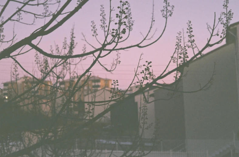 a sunset behind a bare tree with buildings