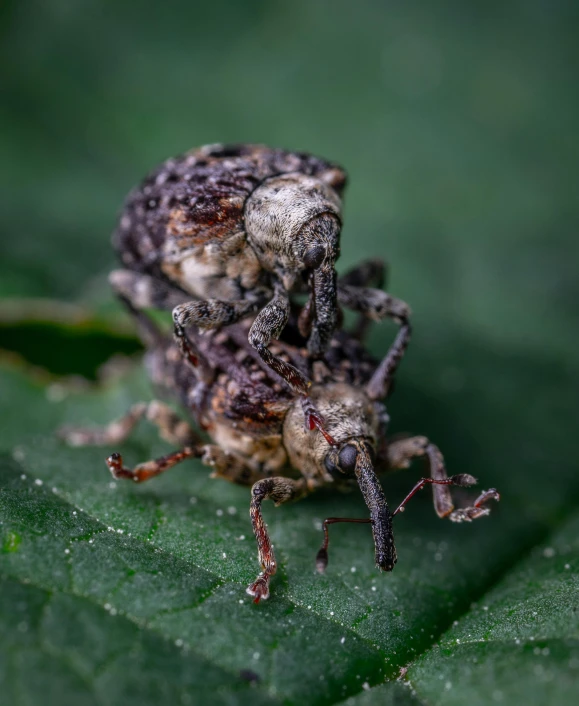 a close - up po of two spider mating