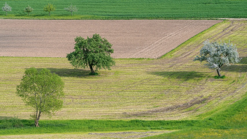 a large field with some trees near the edge