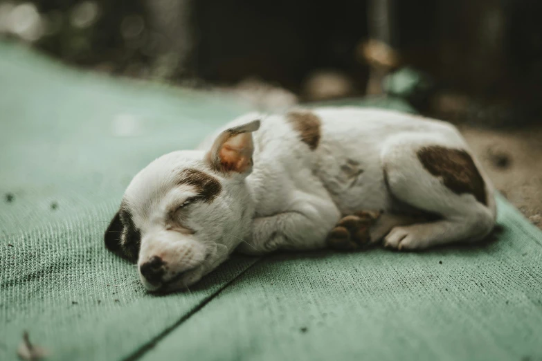 a small dog is sleeping on top of green blanket