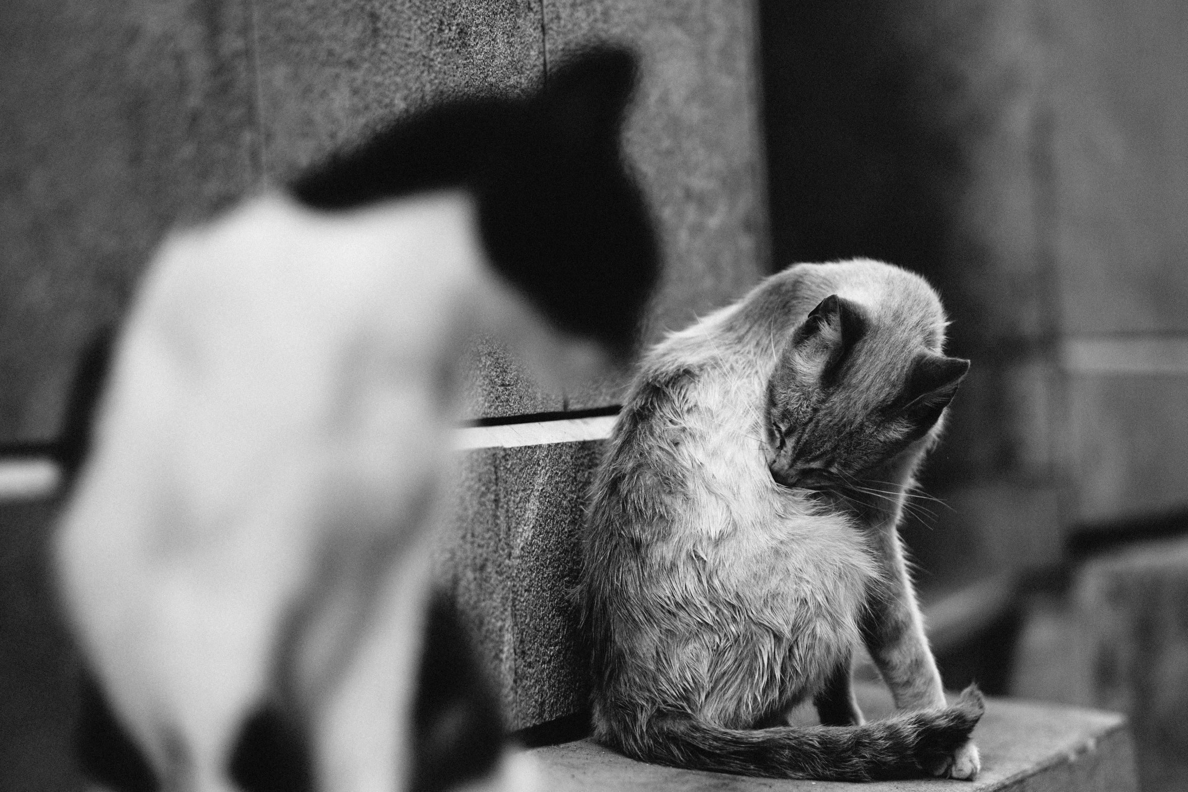 two monkeys sitting on a ledge facing each other