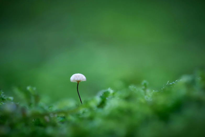 a white mushroom growing on top of moss