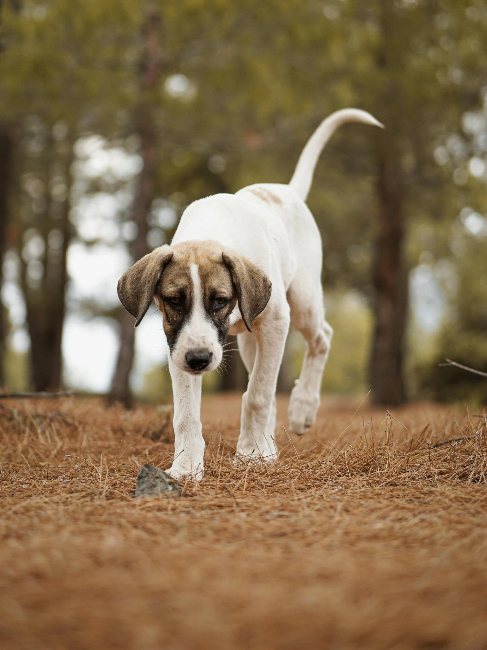 a puppy walking in a forest on a hill