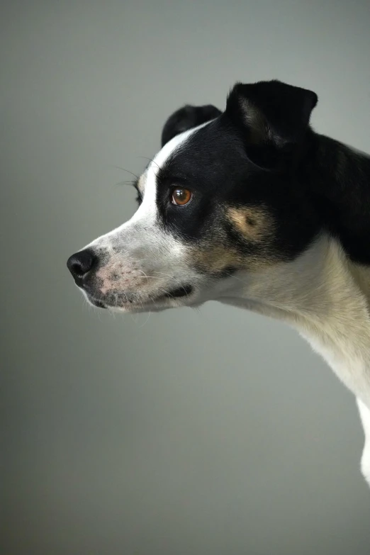 the black and white dog has long black fur