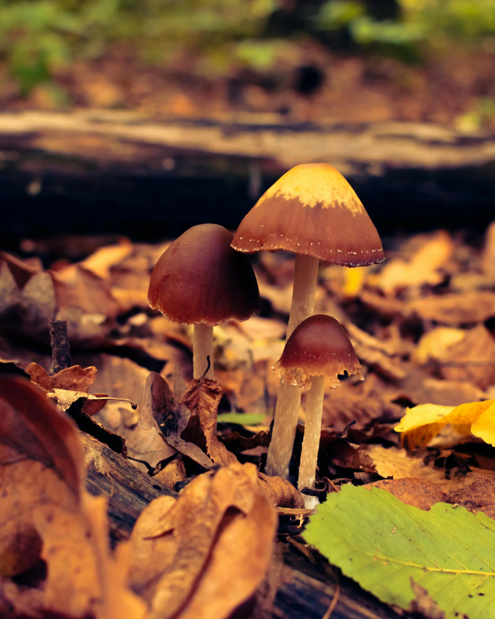 three little mushrooms growing in the woods on the leaves