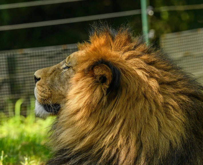 a brown lion with long mane laying down