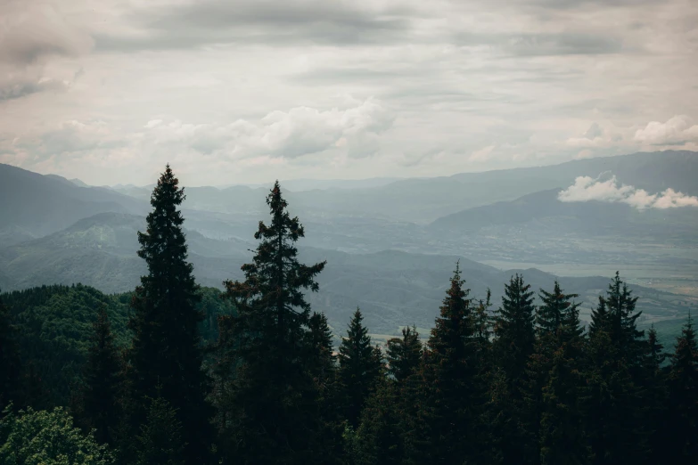 there is a lot of trees that are on this hill