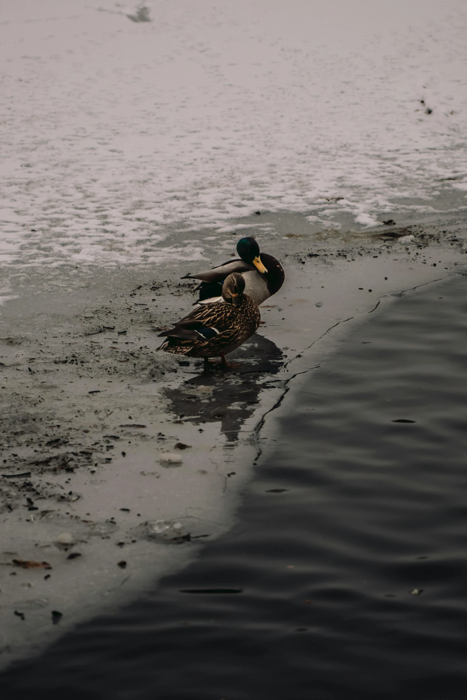 two ducks sitting on a shore line next to water