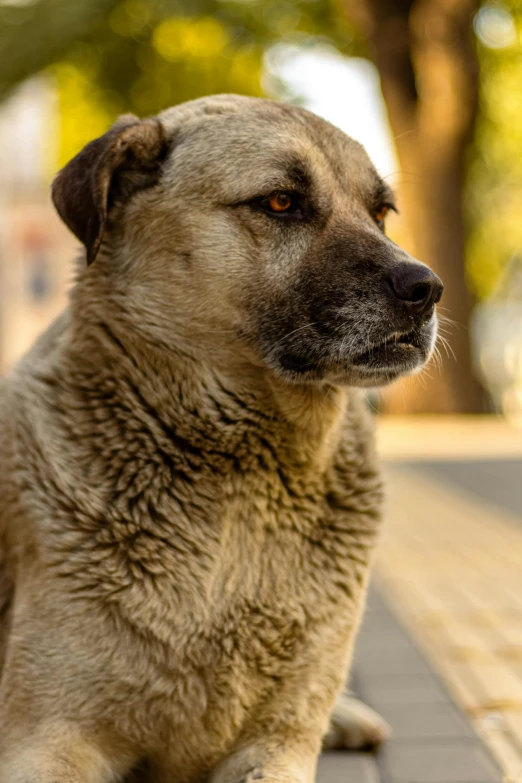 a dog sitting on the curb looking away