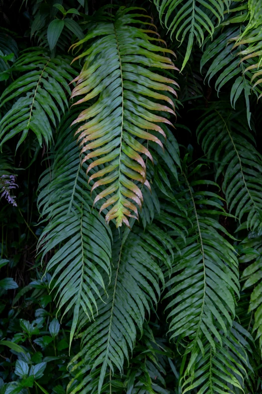 a close up s of green leaves