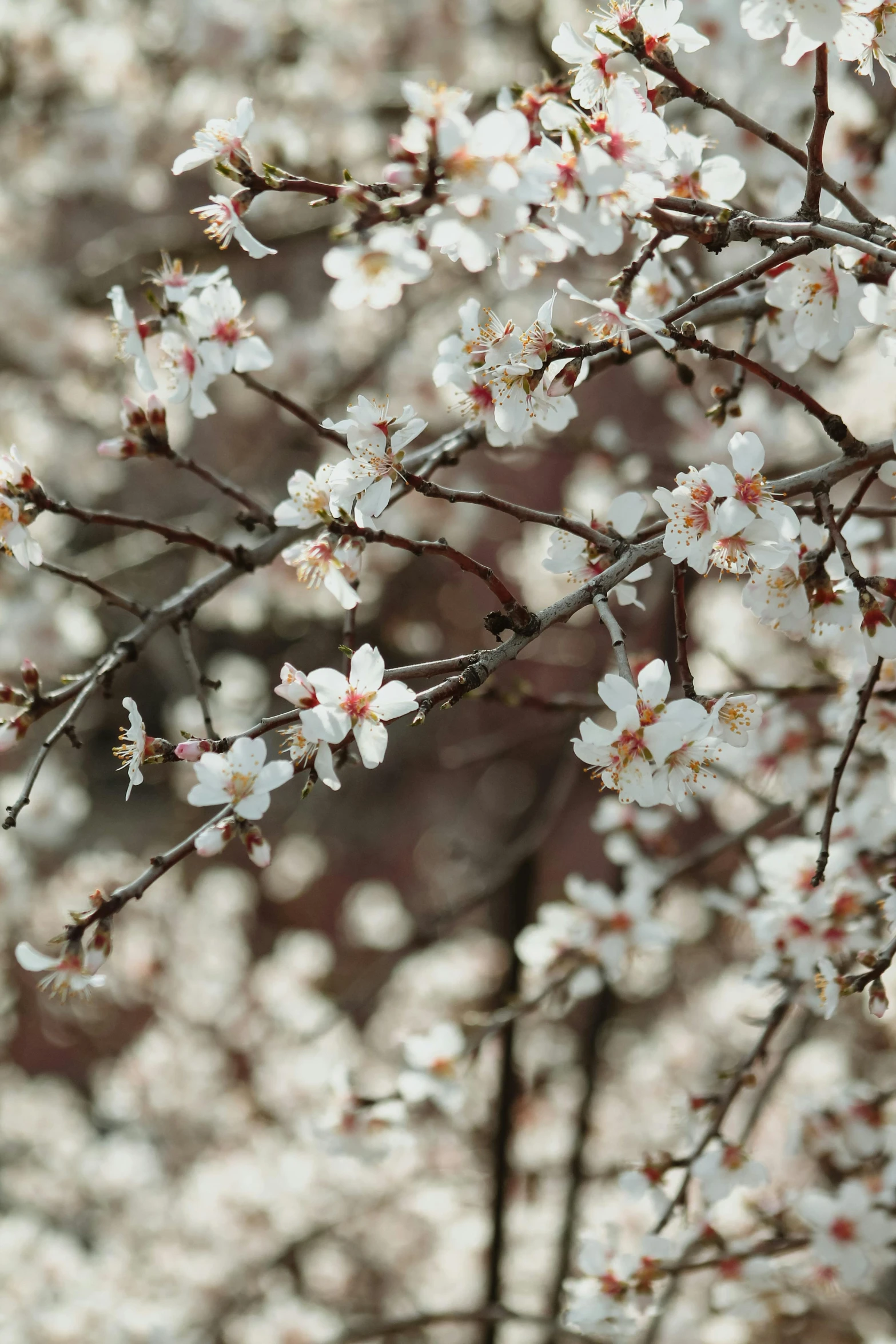 a tree with a bunch of white flowers