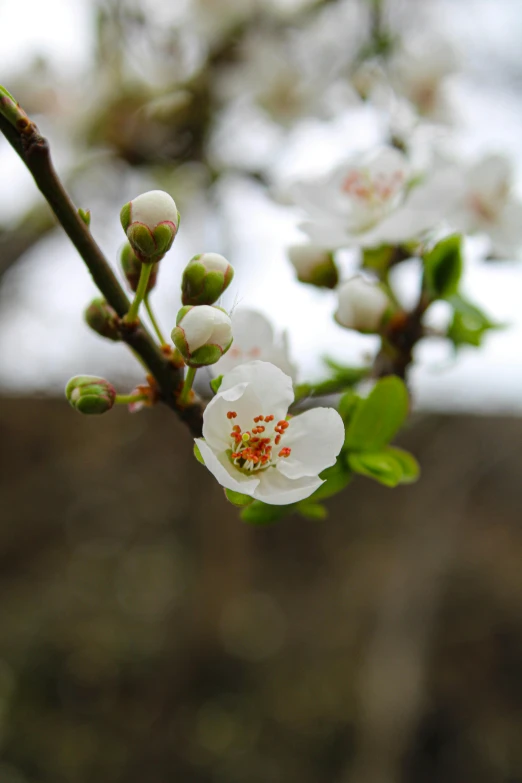 a nch of white flowers with green leaves