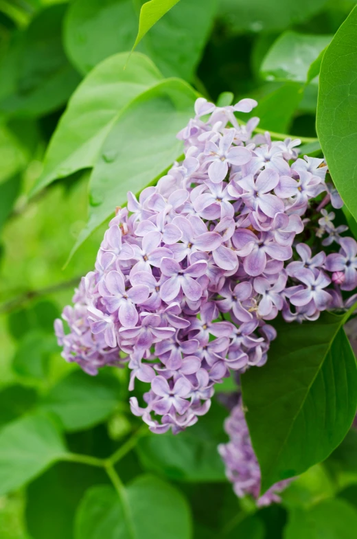 this is a close up of a purple flower