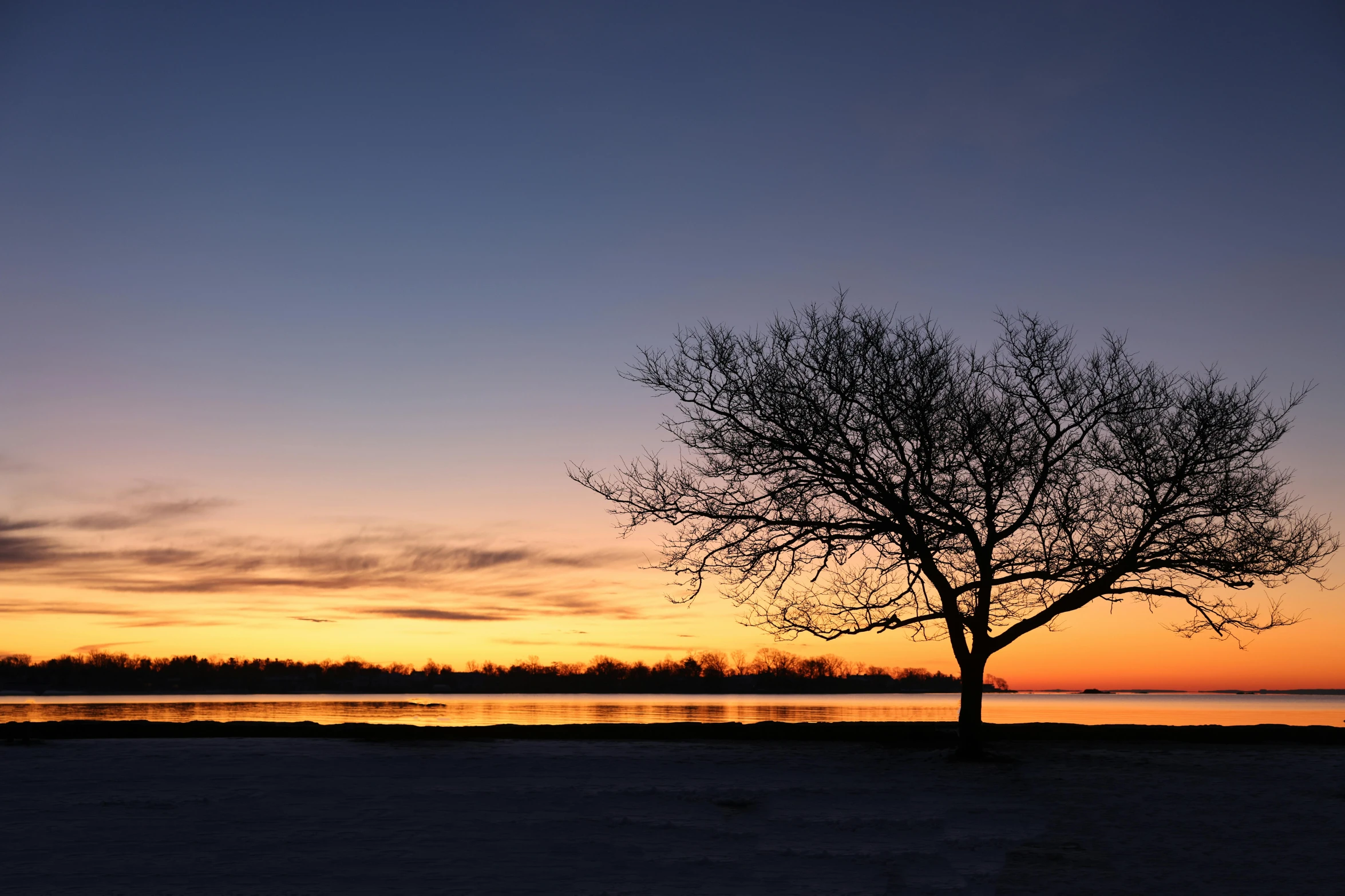 a lone tree is in the foreground with a blue sky and yellow water in the background