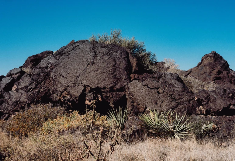 cactus trees stand in front of large rocks