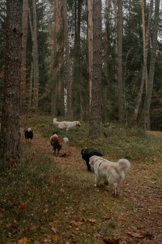 four dogs are wandering through the forest in fall
