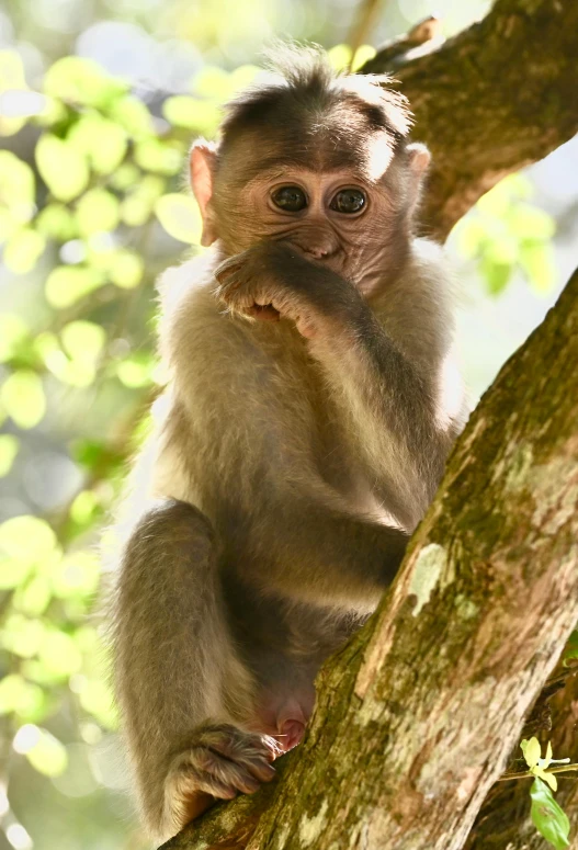 a monkey hanging in the top of a tree looking at the camera