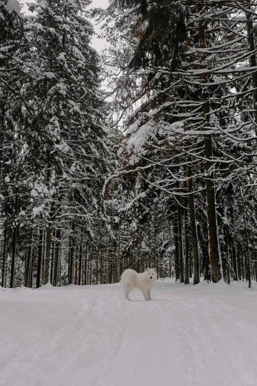 a dog walking through the snow among some trees