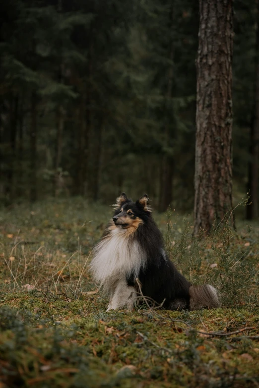 the dog is sitting in a clearing near some trees