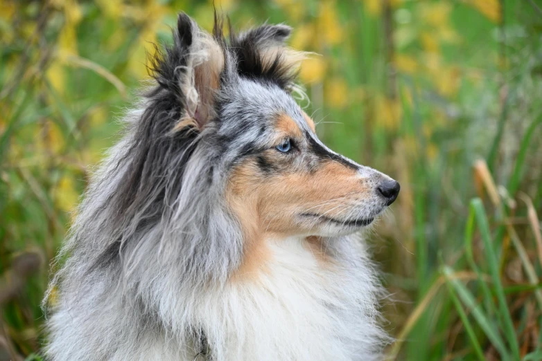 a dog standing in the grass, looking back