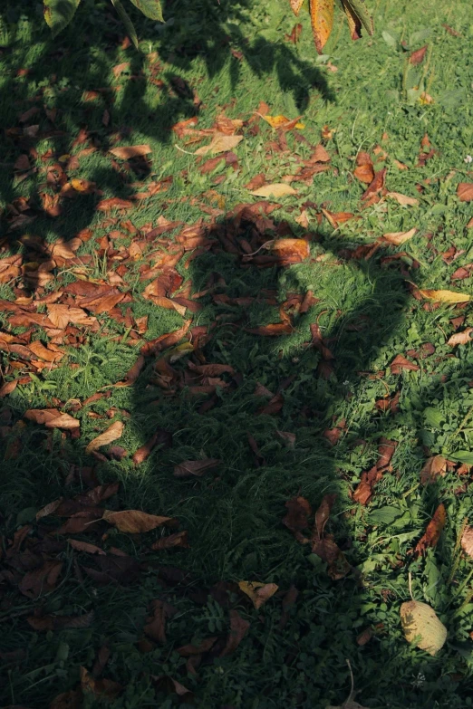 the shadow of a person with a teddy bear