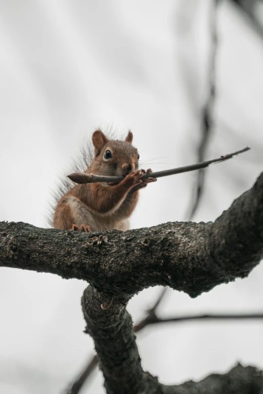 a red squirrel sits on a tree nch with a knife stuck in its mouth