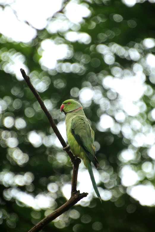 a parrot sitting on a tree limb in the park