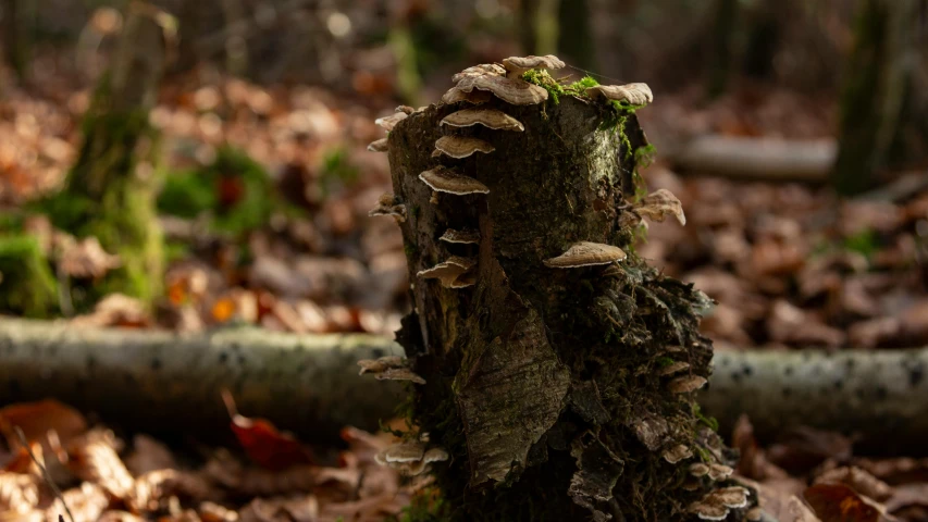 an old tree stump with several mushrooms growing on it