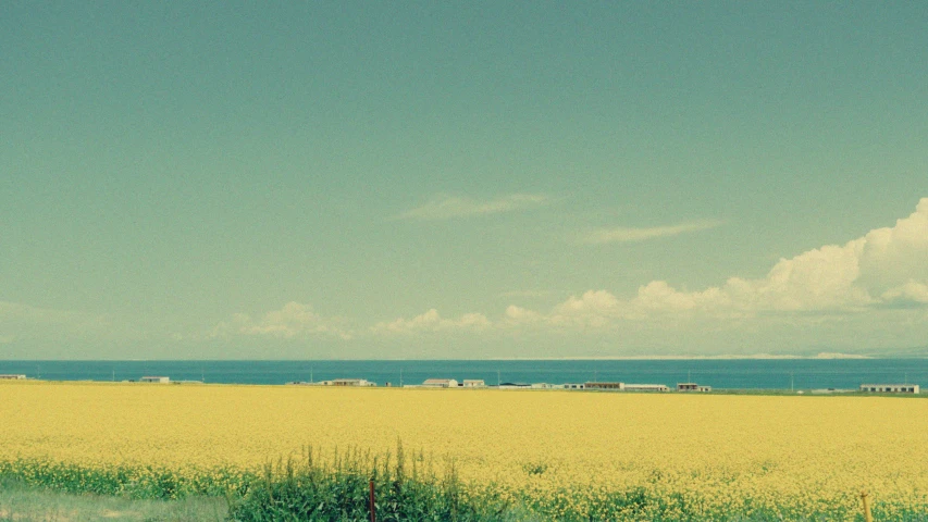 a yellow field on a sunny day next to the ocean