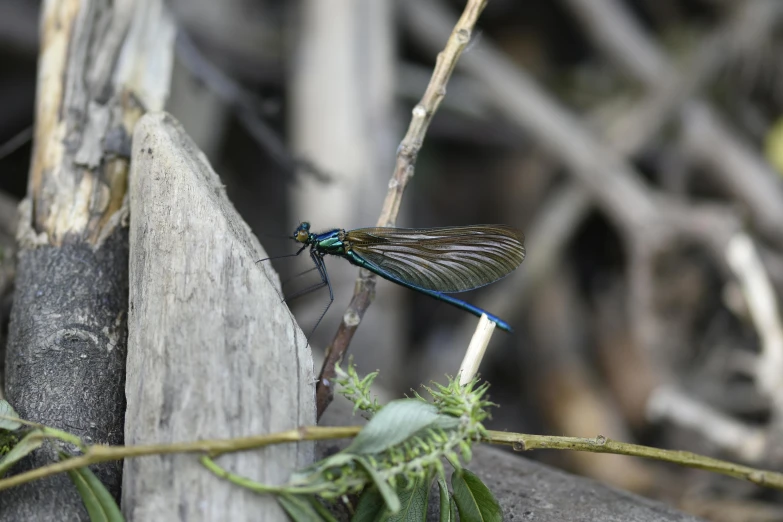 a small, blue dragonfly perches on the top of a plant