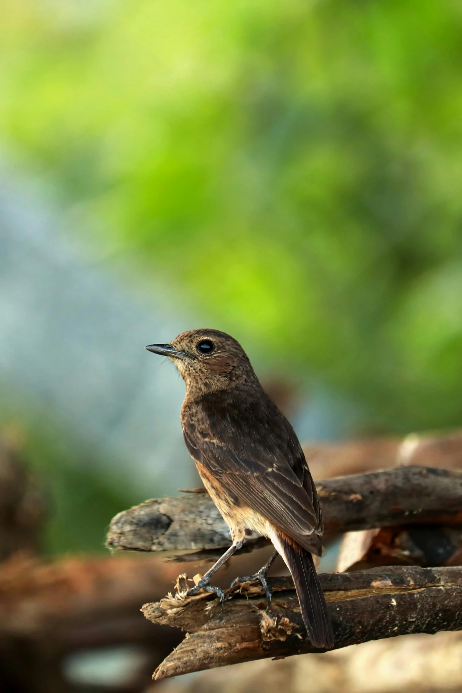 a bird on a nch outside looking to its right