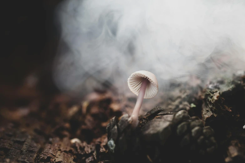 a mushroom is growing in the middle of a rock covered forest