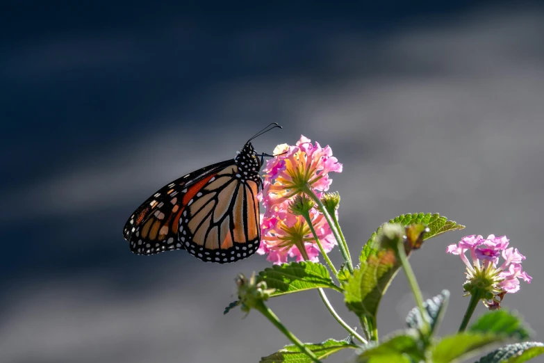 the monarch erfly is feeding from a flower