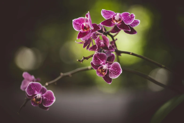 a nch with purple flowers and water drops on it