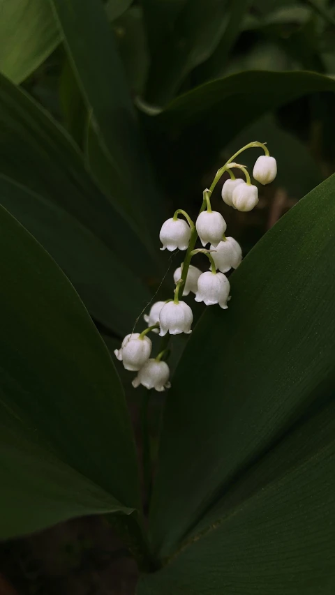 some little white flowers that are blooming from it