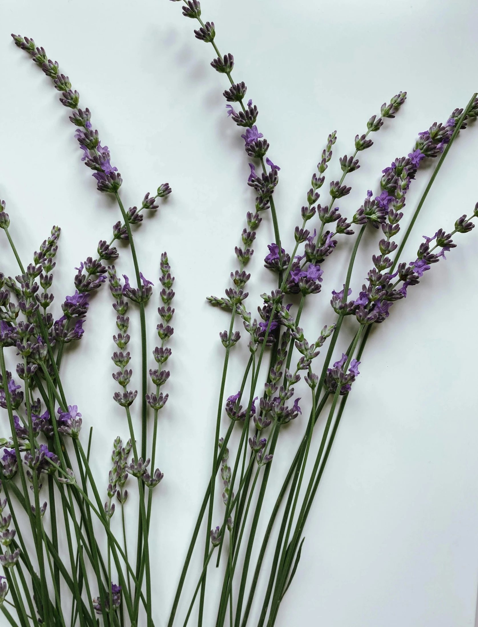 a white background with lavender flowers sitting next to each other