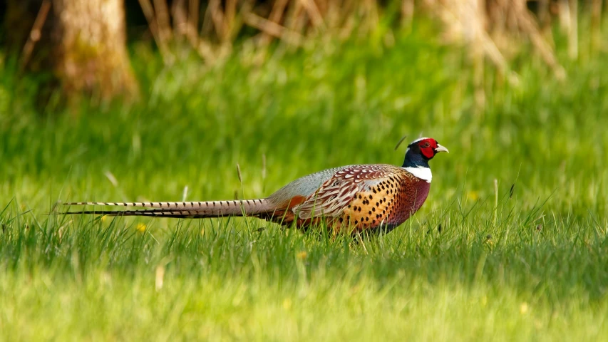 a colorful bird stands in the tall grass