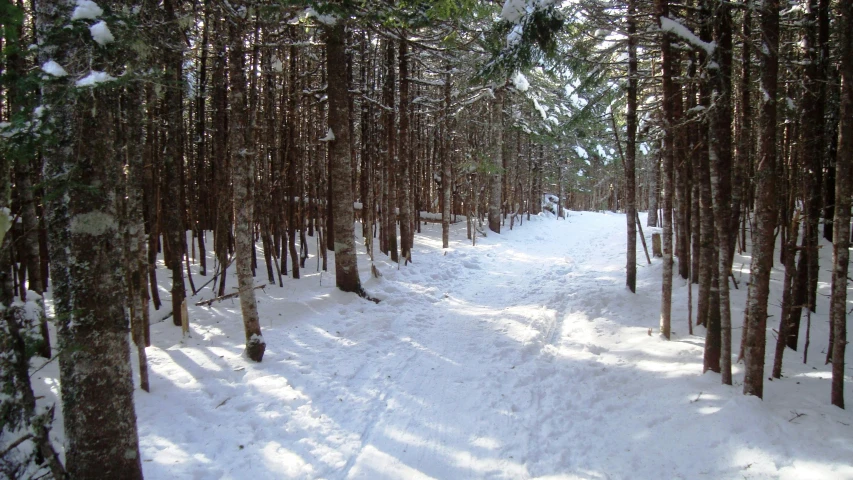 a snowy path leading through the woods near tall trees