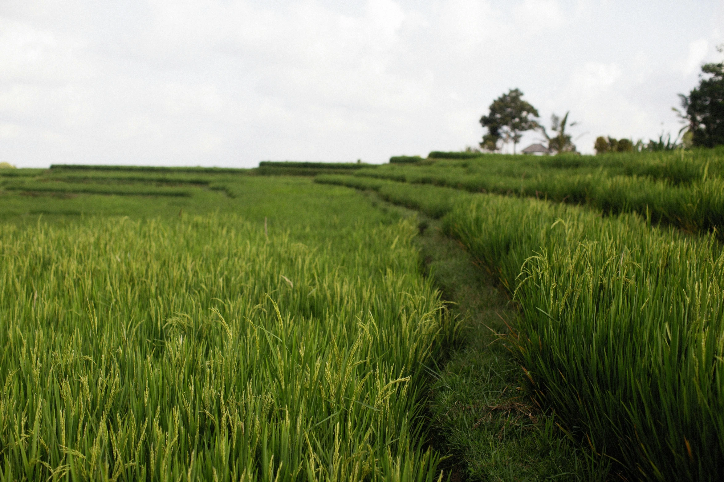 grass and water on a very green plain