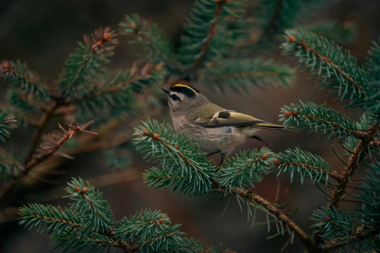 a small bird perched on a pine nch