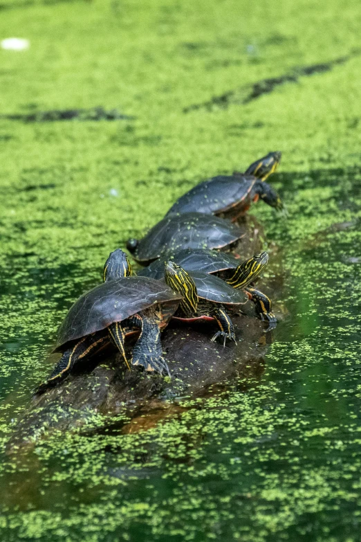 the turtles are all over the green water