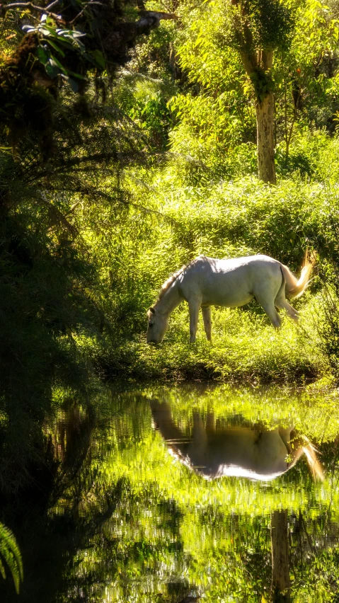 a horse is standing by the water and grass