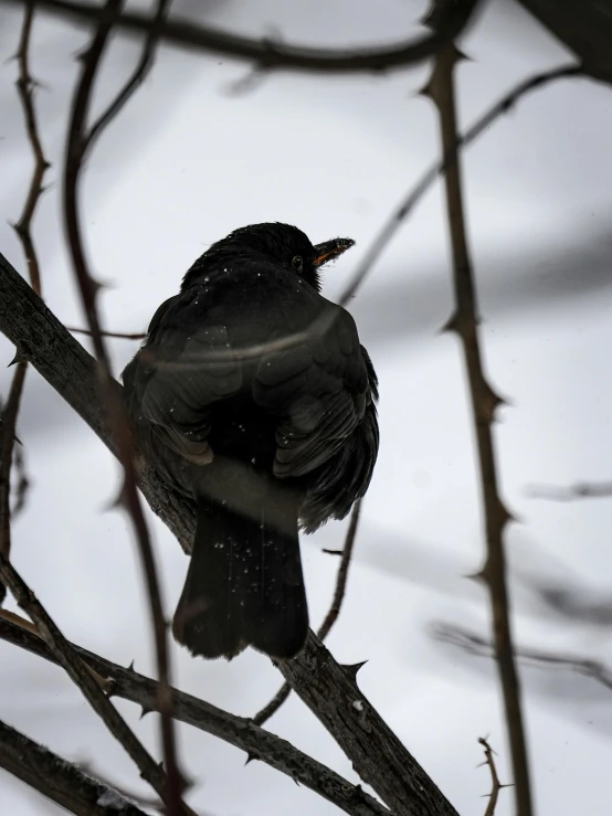 a bird with a small beak perched on a nch