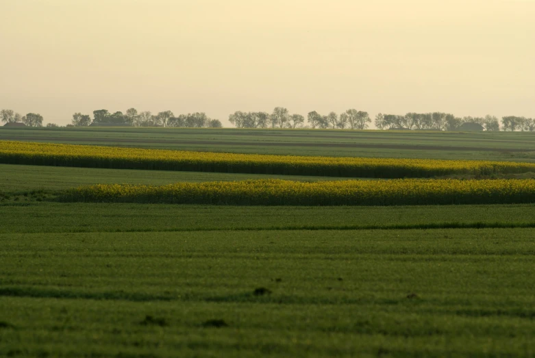 a green field that is sitting under a gray sky