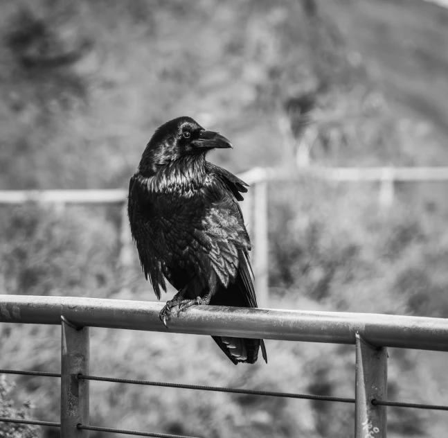 a large bird perched on top of a fence