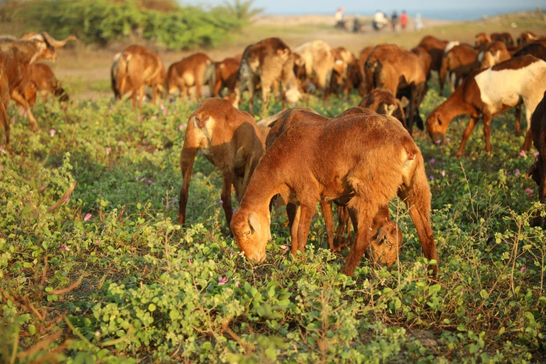 several cows grazing in a field together