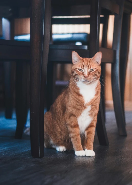 the cat is sitting under the dining room table