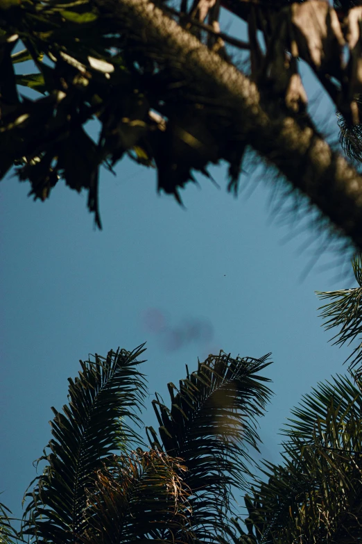 a po looking up into the air by a tree